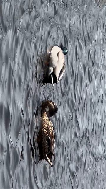 Утиные истории: уточка и селезень 🦆💕🦆 #природа #утиныеистории