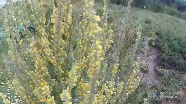 Отпуск в деревне   День 12