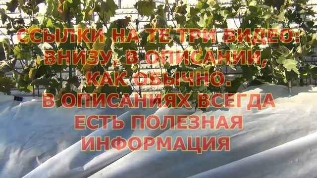 Виноград после заморозка Прогноз на осень смотреть онлайн