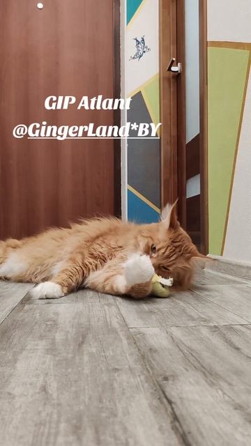 GIP Atlant @gingerlandby.#мейнкун #mainecoon #gingerland #breeder #beautifulcat #Atlant #втренде