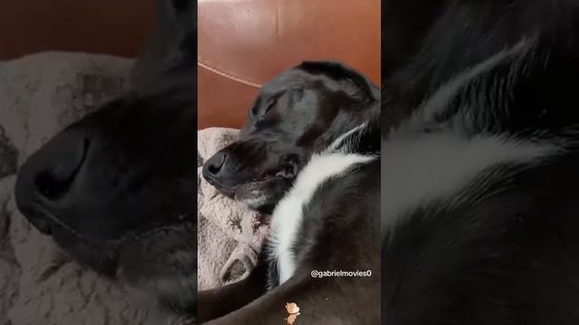 Приколюхи😂собаки