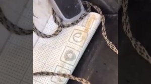 что за щуку выловил
