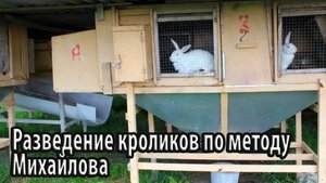 Разведение кроликов по методу Михайлова описание и отличие от традиционной системы выращивания