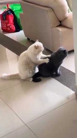 Массаж от кота