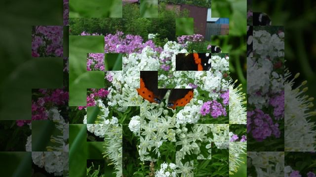 цветы, цветы, цветы