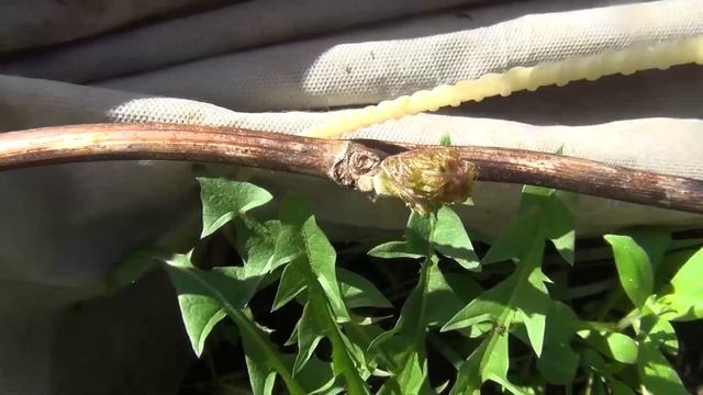 ПЕРЕВЕСНОВКА :) Сад и виноград в период заморозков. Что делаем в мае смотреть онлайн