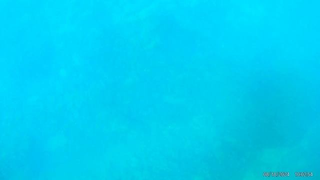 Подводный мир Абхазии (снорклинг)
