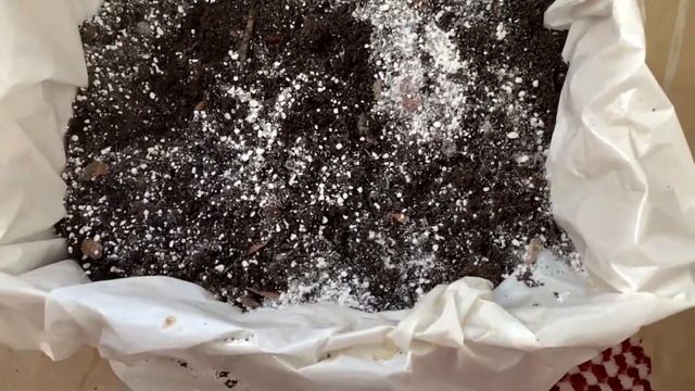 Teşekkürler ve yeni balkon bahçe maceram (Big thanks for my subscribers ⭐️ gardening at balcony)
