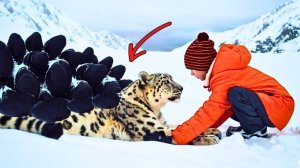 Ледяной леопард был полностью захвачен неизвестными коконами, спасен племянником рыбака Григория