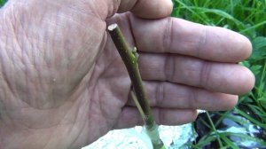 РЕЗУЛЬТАТЫ ПРИВИВКИ ПЛОДОВЫХ деревьев в ИЮЛЕ-АВГУСТЕ