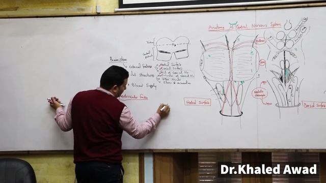 Anatomy of Brainstem Part 4 + Interpeduncular fossa By Dr. Khaled Awad смотреть онлайн