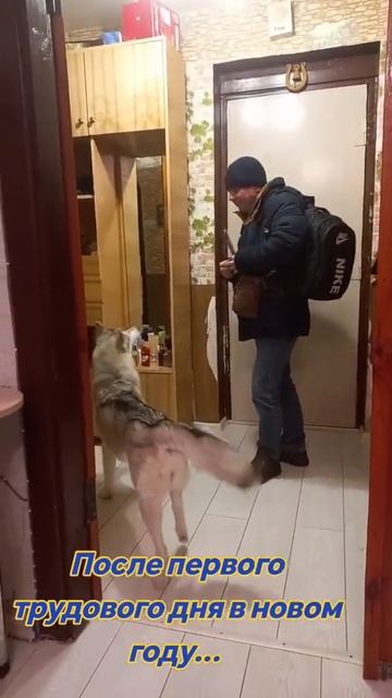 хаски для ласки смотреть онлайн