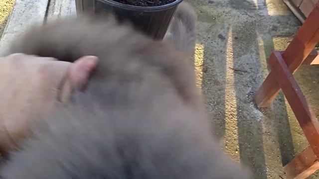 Наш участок в декабре. Пересадили розы и актинидию. 🥝🌹🌿 смотреть онлайн