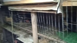 Догонялки! Селезни топчат уток!