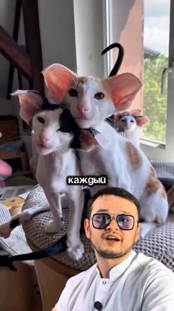 Ориенталы