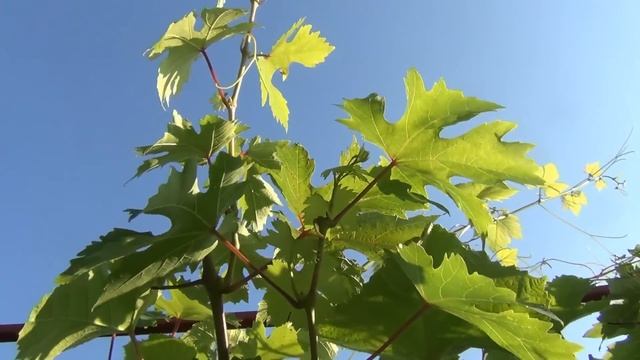 Работа с виноградом в конце июля и начале августа Важное объявление смотреть онлайн