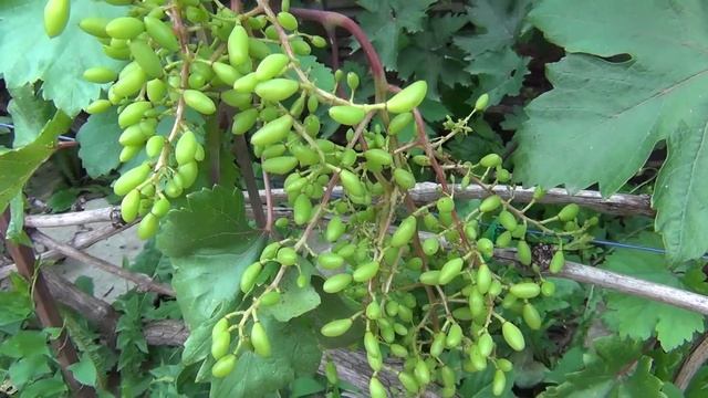 2-я половина Июля: ПОДРЕЗАЕМ ГРОЗДИ. УДАЛЯЕМ лишние ПАСЫНКИ. ДАЁМ КАЛЬЦИЙ от ТРЕСКА ЯГОД смотреть онлайн