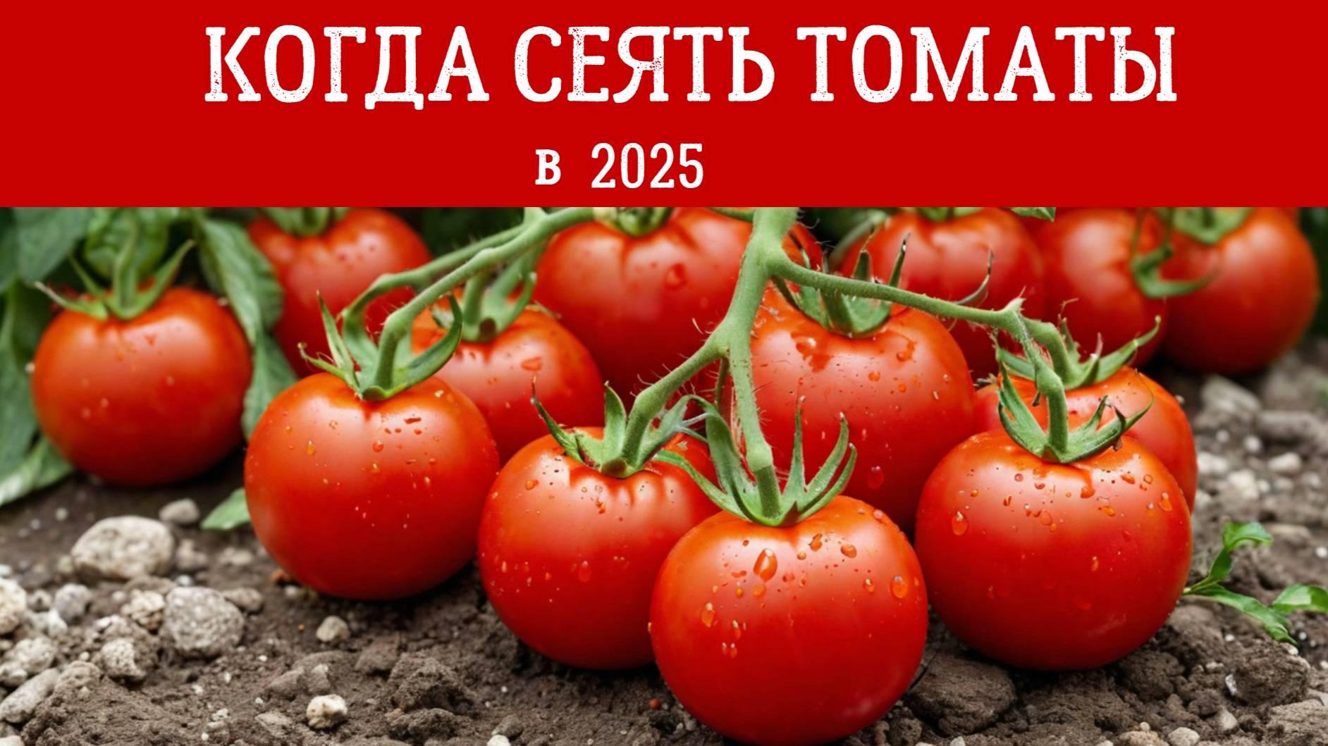 КОГДА СЕЯТЬ ТОМАТЫ на рассаду В 2025 ГОДУ: Подберите СРОКИ ДЛЯ СВОЕГО РЕГИОНА и сорта