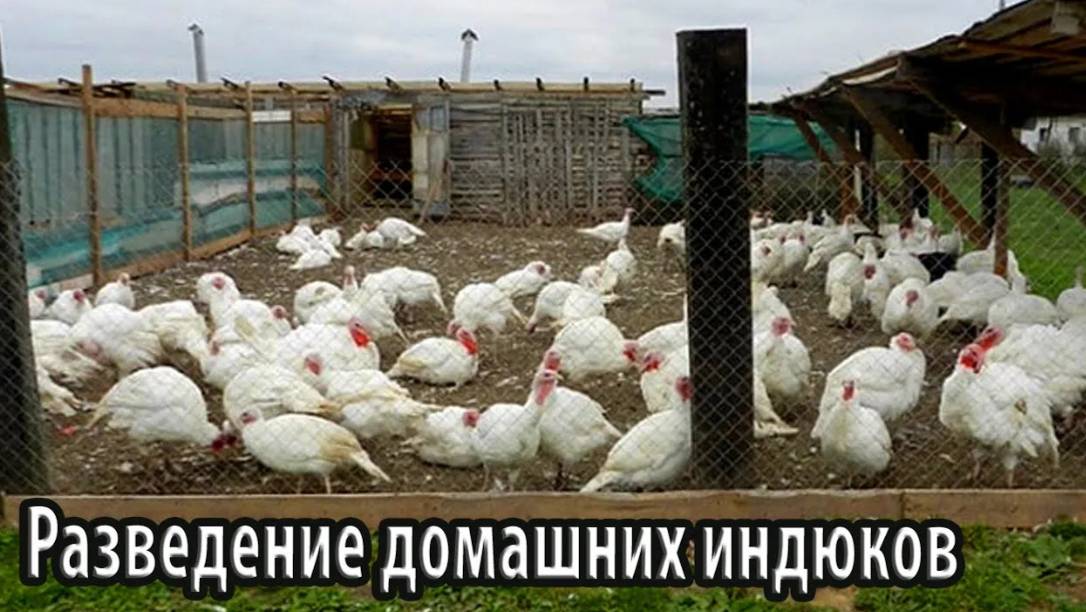 Разведение домашних индюков