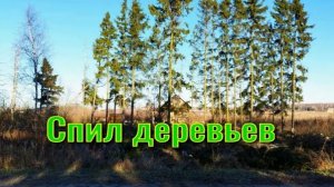 Спил деревьев