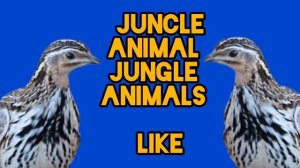 Bedananing ovozi doghla batair ki awaz Quail sounds دوغلہ بٹیر کی آواز