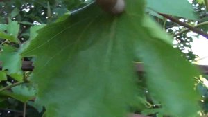 ОБРЕЗКА ВИНОГРАДА ЛЕТОМ. ДЛЯ ЧЕГО и КАК делать ЧЕКАНКУ