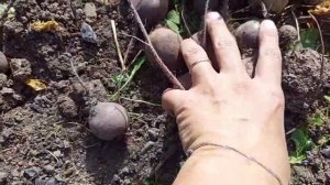 Зола - лучшая подкормка для свеклы. Покажу наглядно