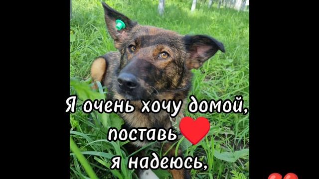 Ищем дом для собаки из приюта 🏡 смотреть онлайн