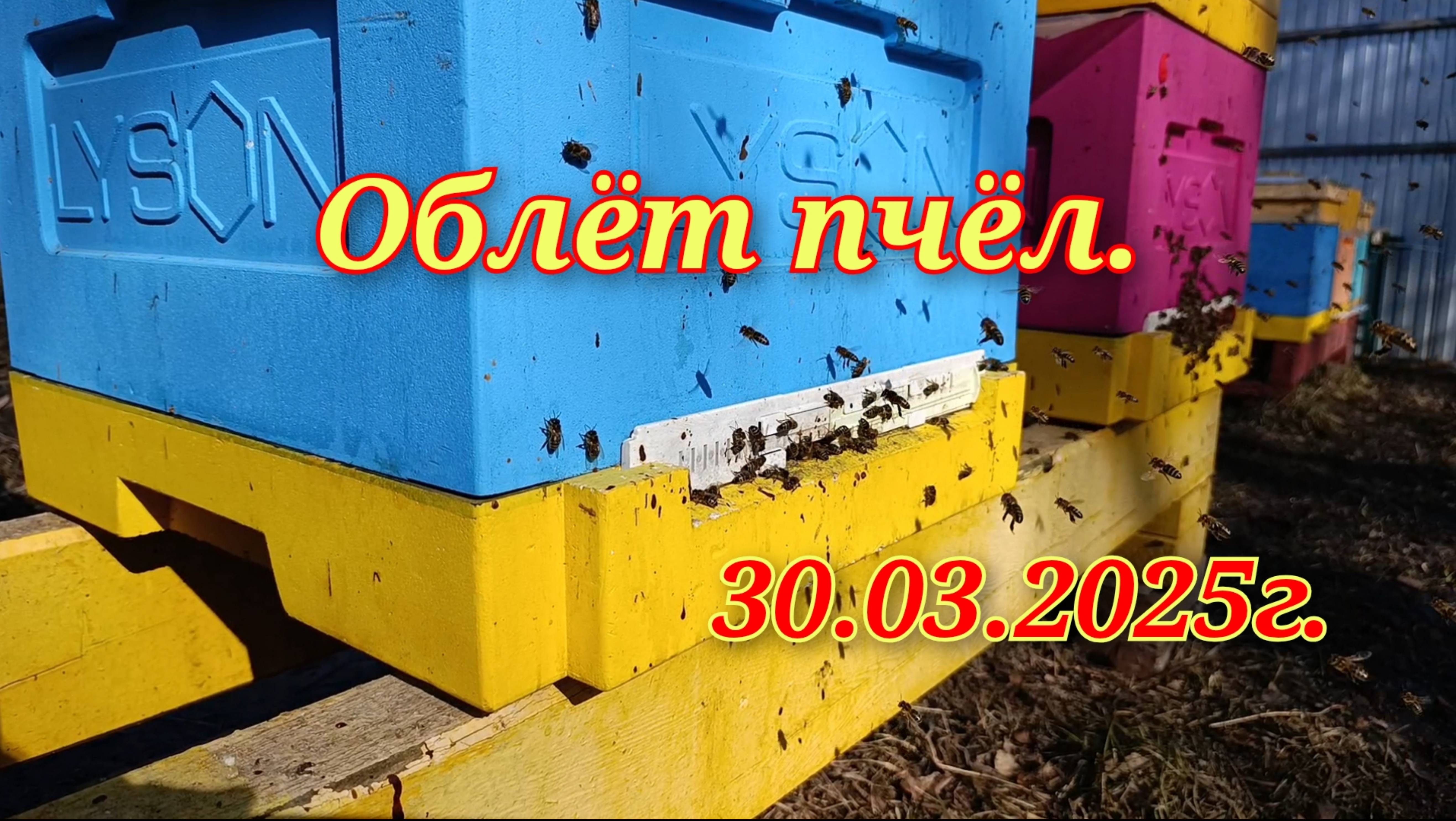 Весенний облёт пчёл в Сибири!!! 30.03.2025г. смотреть онлайн