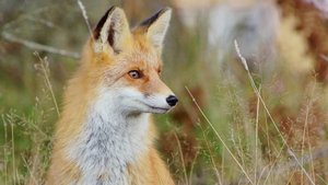 Закрытие XII Фестиваля Первозданная Россия 2025