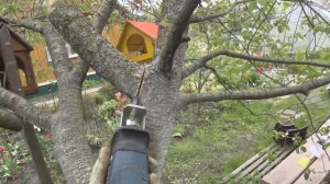 Вишня чашей за один спил в мае.  Задел на снижение кроны