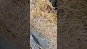 Плуг ПШу-4 экспресс-обзор от Андрея Абросимова