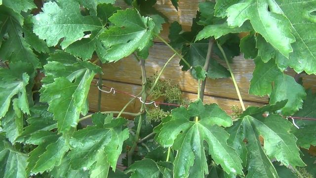 ЗАЩИЩАЕМ ЗАВЯЗИ ВИНОГРАДА В ИЮЛЕ. смотреть онлайн