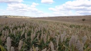 Сорго белое. Уборка 2019. #соргобелое #фермер #комбайн #уборказерна