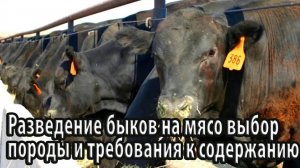 Разведение быков на мясо выбор породы и требования к содержанию