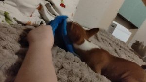 Джудит и осьминог