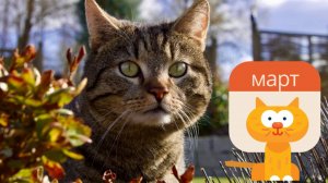 Март, до свидания! Открытка мартовских котов