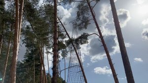 Серые цапли около Шуховской башни