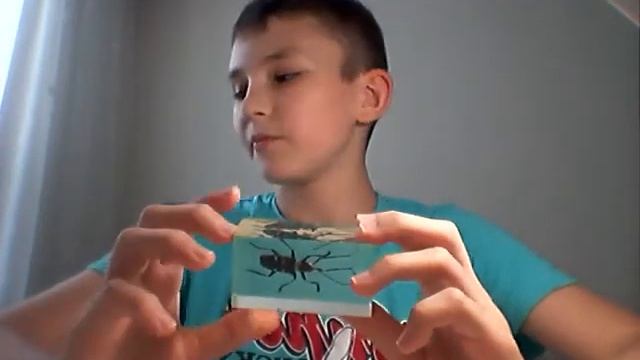 Lumea insectelor, Gândacii croitori sau Cerambicide.