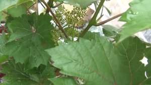 4 серия. Виноград это просто и успешно. В гостях у Димы