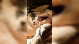 Difficult Cuterebra Removal From Cat Eyes