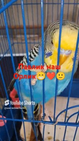 наш Павлик 🙂😘