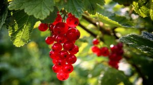 КРАСНАЯ СМОРОДИНА.