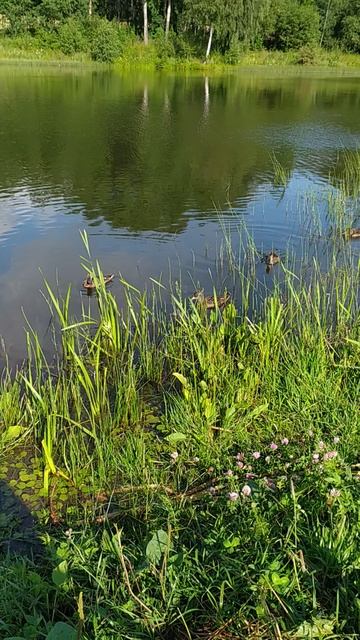 VID_20240706_081356 смотреть онлайн