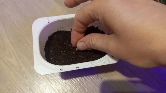 Сажаю просроченные семена с Али острого перца сорта Лэйси. Взойдут или нет?