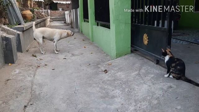 PRINCES JAGOAN NEON, TAK GENTAR MELAWAN SI GAWON🤣💪 смотреть онлайн