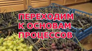 ч 1. ВИНО ИЗ ВИНОГРАДА дома. ВАРИАНТЫ. ВИНОТВОРЕНИЕ