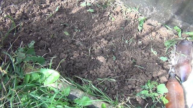 ВЫСАЖИВАЮ САЖЕНЦЫ ВИНОГРАДА В ОКТЯБРЕ и НЕ ПЕРЕЖИВАЮ :) смотреть онлайн