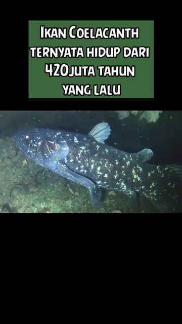 IKAN PURBAKALA COELACANTH #shortvideo #shortsfeed #shorts #shortsviral