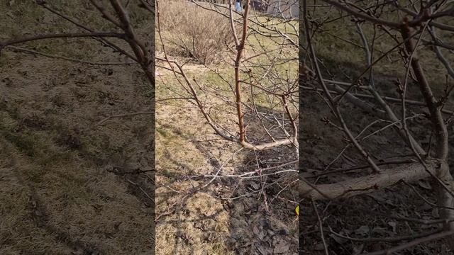 Как повысить урожайность вишни